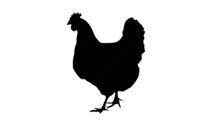 Poultry Feeds premium suppliers   India